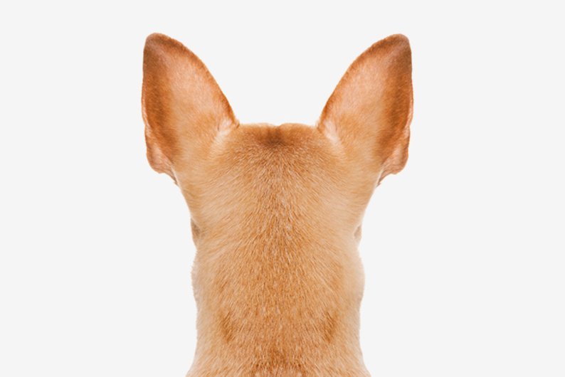 Система распознавания лиц: понимает ли ваша собака, когда вы расстроены?