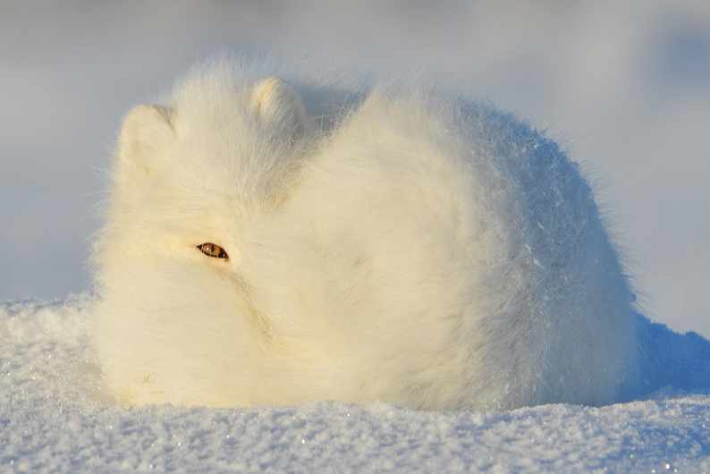 Сила окружения: как обстановка меняет внешний вид животных и влияет на их поведение