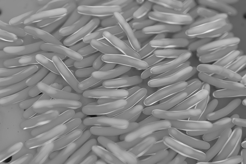 Сила бифидобактерий: как связаны роды, иммунитет и кишечный микробиом Сила бифидобактерий: как связаны роды, иммунитет и кишечный микробиом