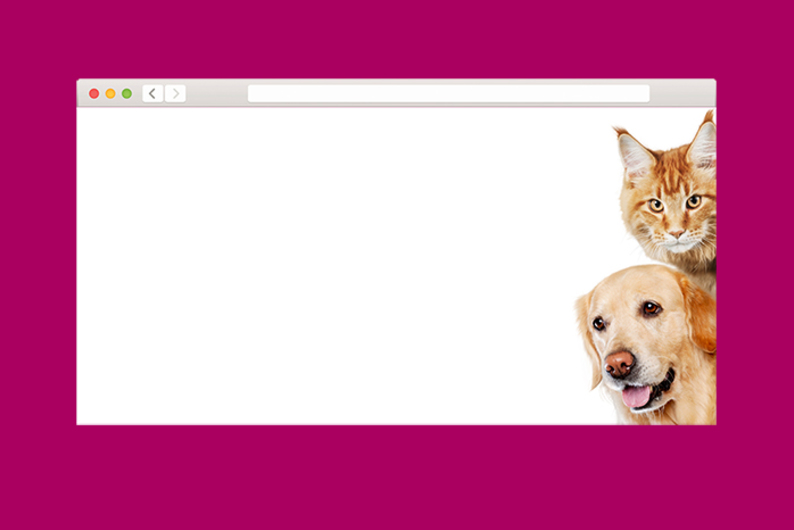 Кошки или собаки: какой питомец спасет от одиночества 