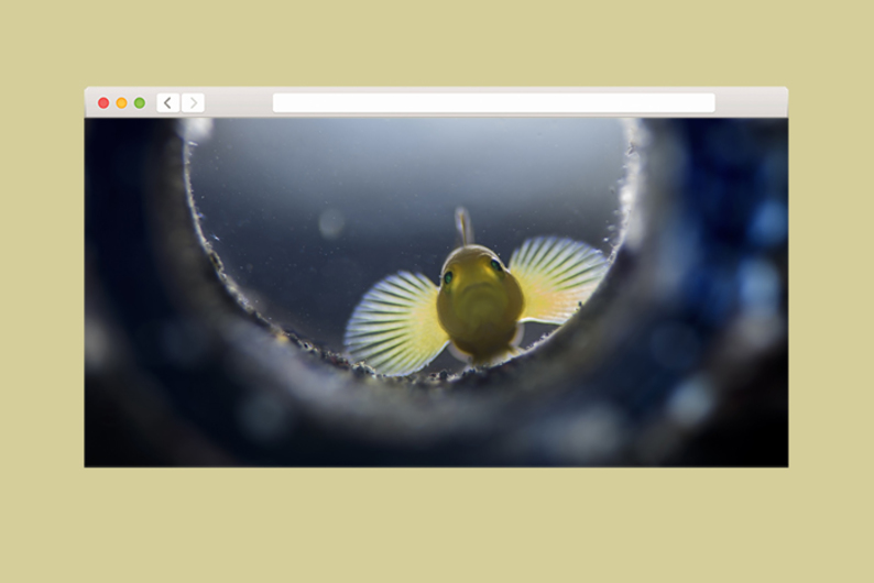 Пьют ли рыбы соленую воду? Пьют ли рыбы соленую воду?