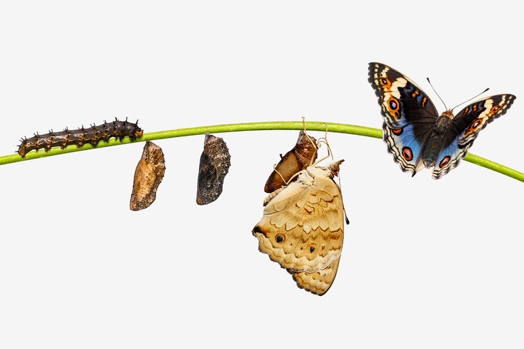 Эволюция всего: как развиваются бактерии, вирусы и люди