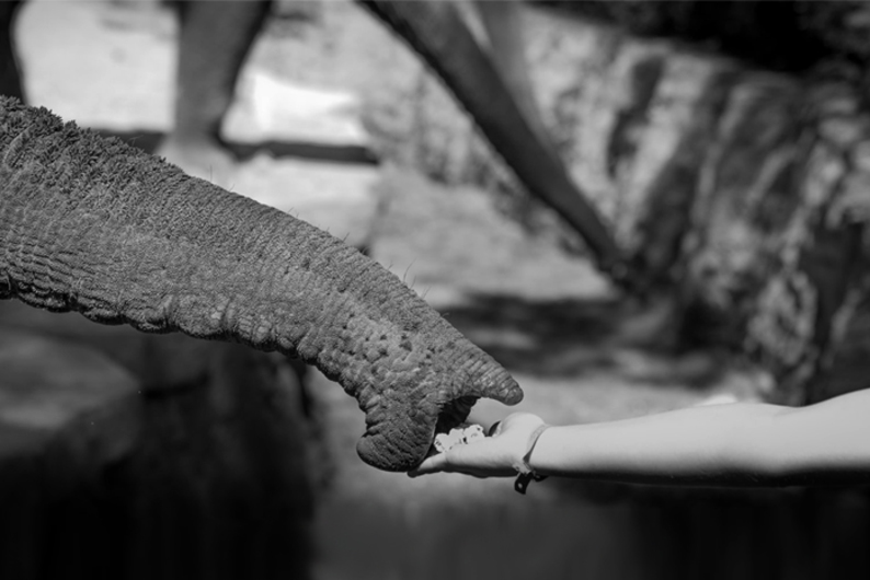 Общаемся с ламами и ухаживаем за слонами: как провести отпуск в формате волонтерства