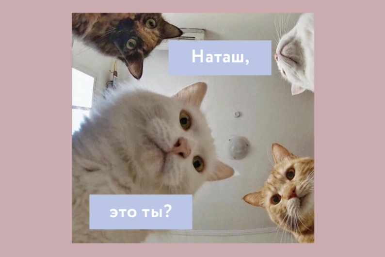 Котик или Наташа?