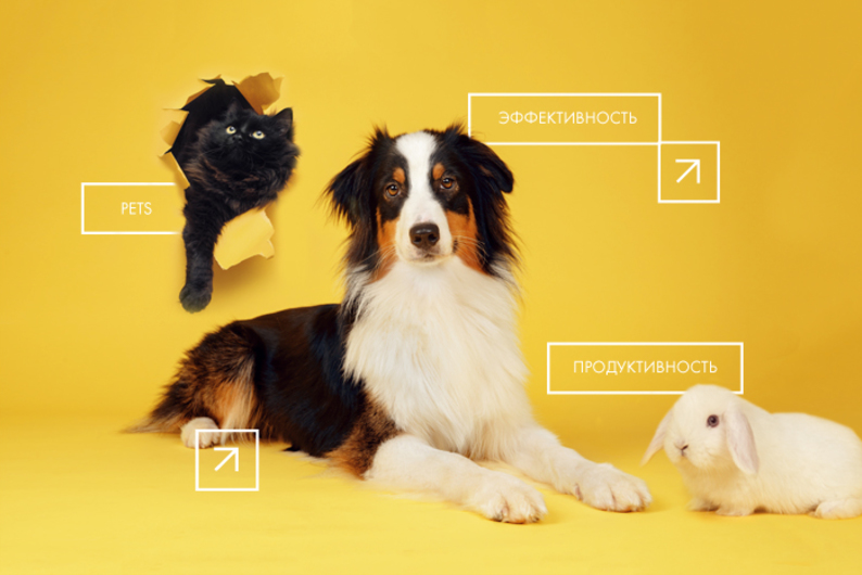 Животные-антидепрессанты: как домашние питомцы повышают вашу продуктивность и снижают стресс 