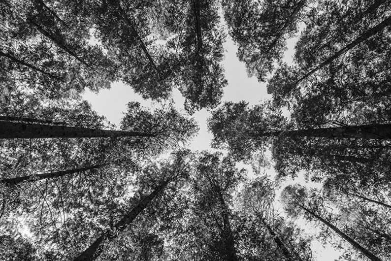 Ушел и не вернулся: представитель организации «Лиза Алерт» о том, как безопасно ходить в лес