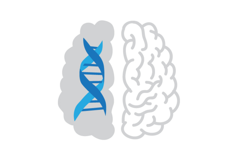 Иммунные клетки мозга тормозят работу нейронов