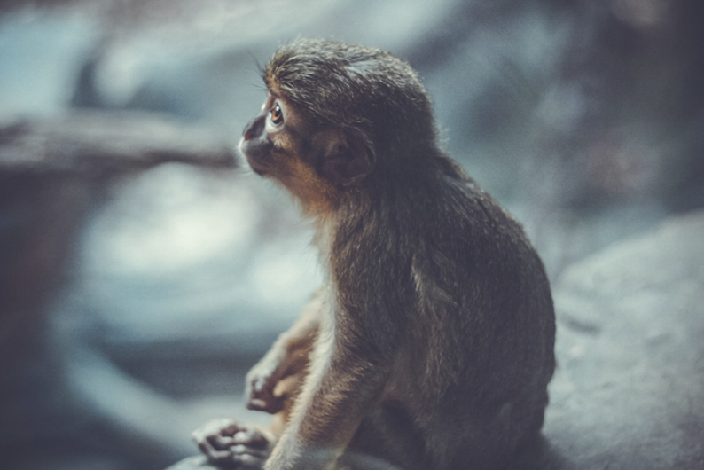 Шкатулка с секретами: как эмбриональное развитие помогает решать эволюционные загадки