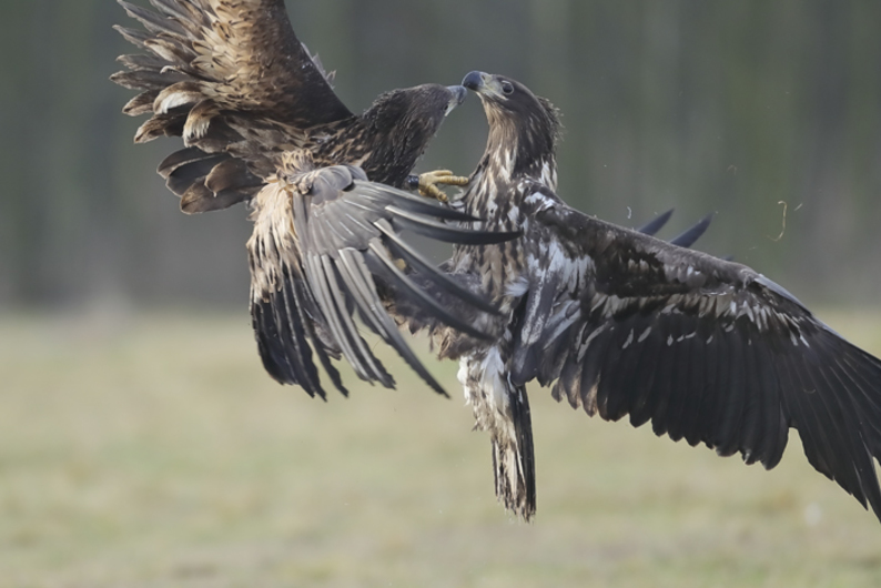 Что такое социальное сознание и есть ли оно у животных