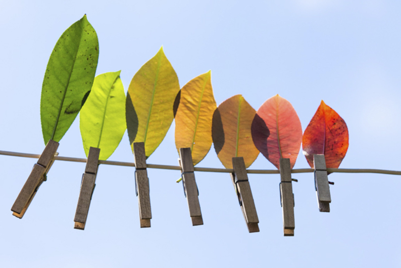 Теория развития взрослых и формы сознания