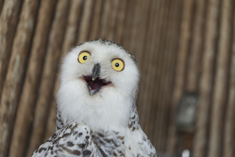 Базовые эмоции: что такое удивление Базовые эмоции: что такое удивление