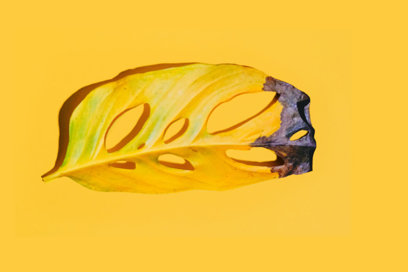 Долго и счастливо: как мы стареем и можно ли это замедлить 