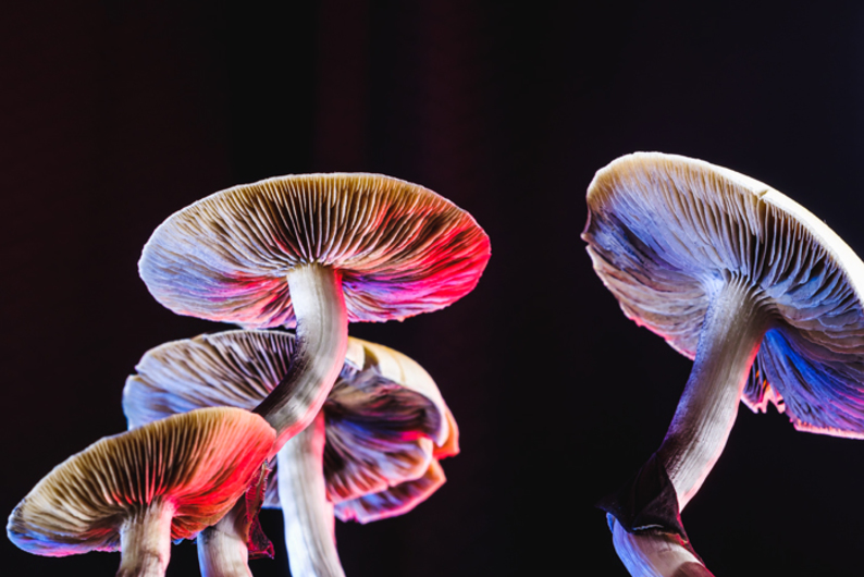 Микродозинг грибов: что это и как исследуется его воздействие 