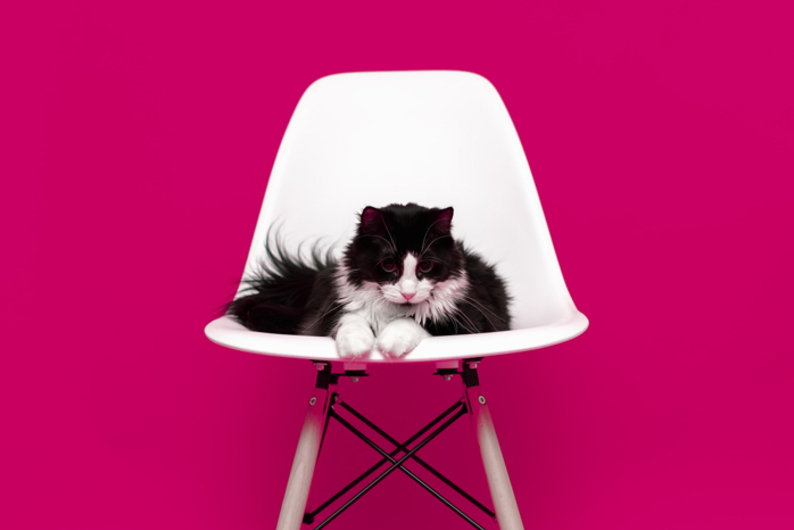 Guilty pleasure: почему нам стыдно смотреть видео с котятами 