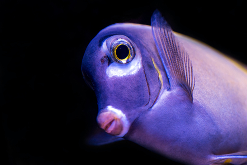 «У меня беда с краткосрочной памятью» или Как не быть рыбкой Дори?