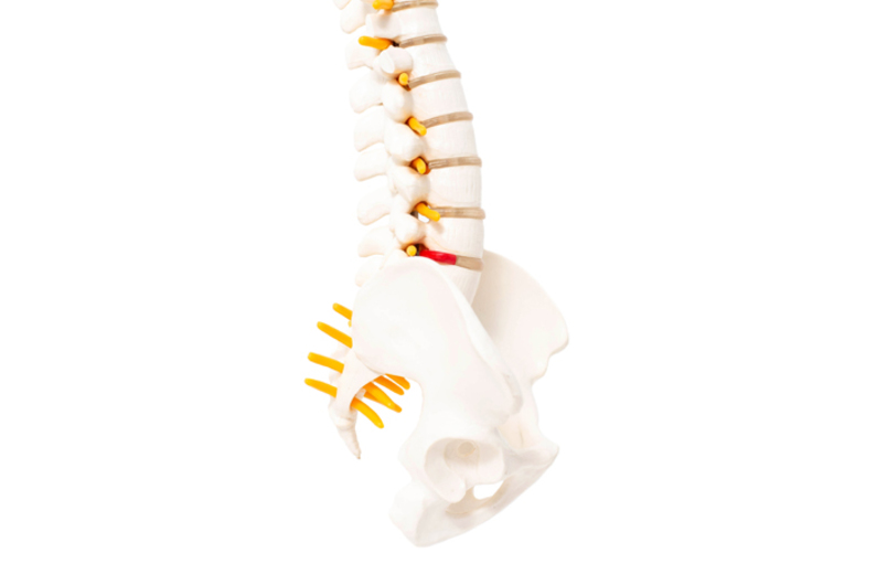 Зубы, хвосты и отростки: что такое атавизм и рудимент? Зубы, хвосты и отростки: что такое атавизм и рудимент?