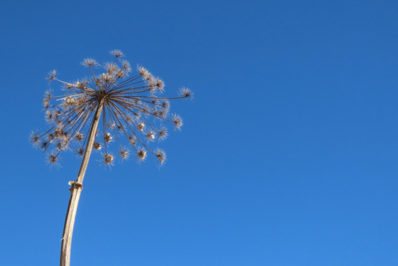 Борщевик, ландыш и вороний глаз: 8 ядовитых растений Борщевик, ландыш и вороний глаз: 8 ядовитых растений