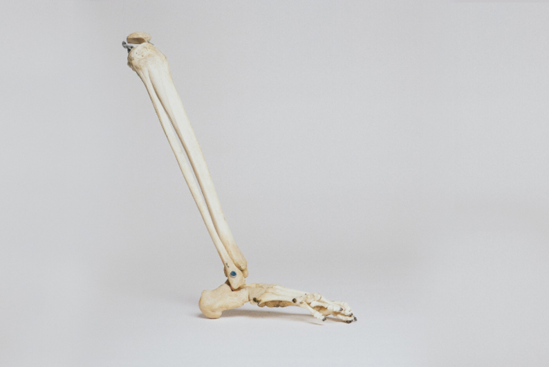 Почти незаменимый: 5 фактов о костном мозге Почти незаменимый: 5 фактов о костном мозге