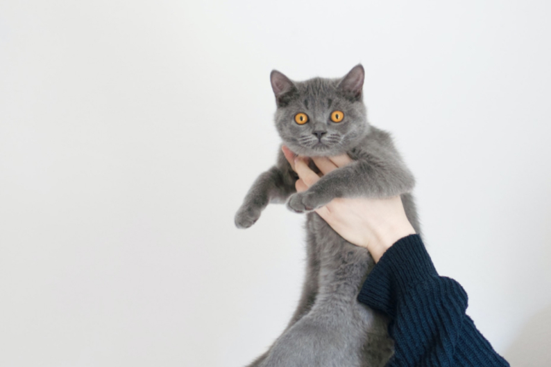 Что такое «милая агрессия», или Почему хочется затискать котика от умиления?