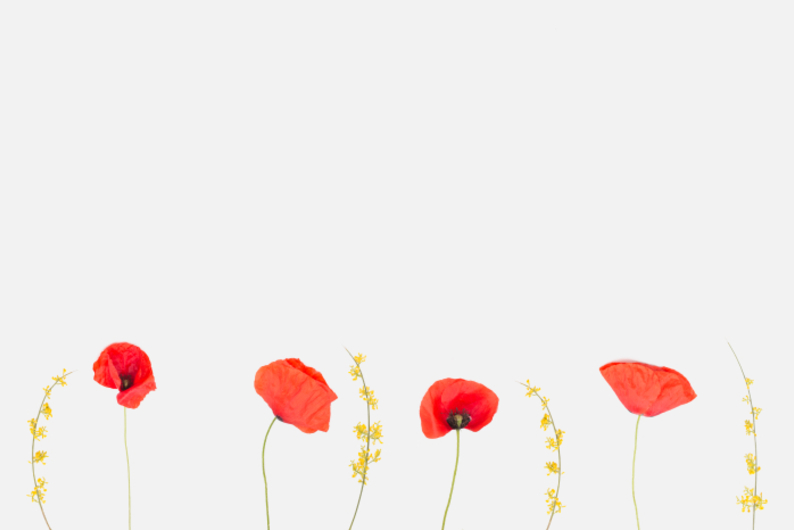 Опасные цветы: 8 фактов о маке