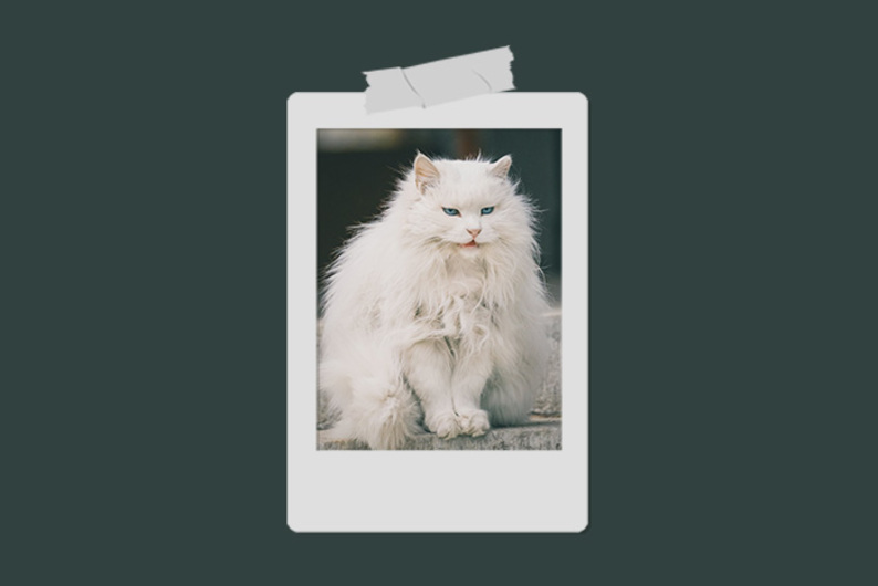 Токсик или лапочка: приятно ли с вами общаться?