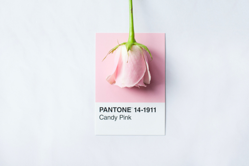 Что такое Институт цвета Pantone и почему все следят за цветом года