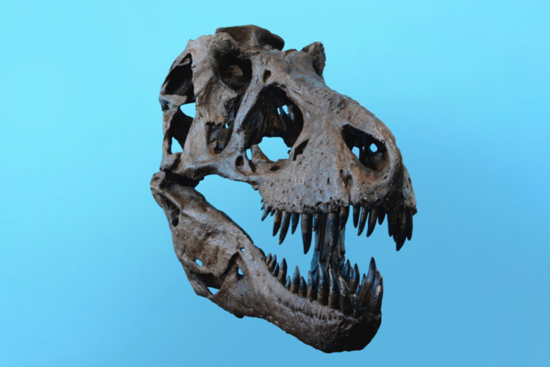 Изменение видов и естественный отбор: ретроспектива теории эволюции Изменение видов и естественный отбор: ретроспектива теории эволюции